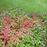 Ceratostigma plumbaginoides