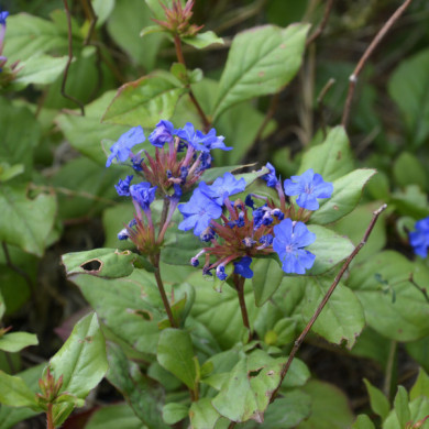 Ceratostigma plumbaginoides