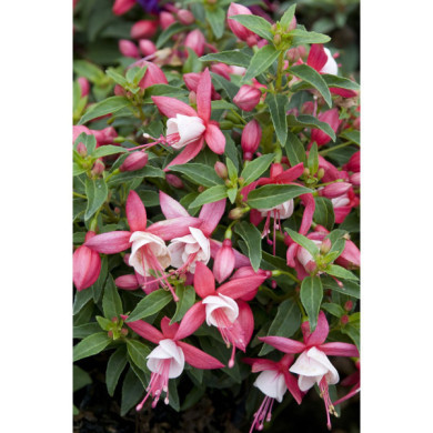 Fuchsia 'Lady Thumb'