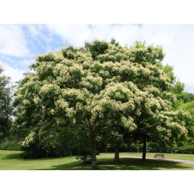 Tetradium danielii var. hupehensis