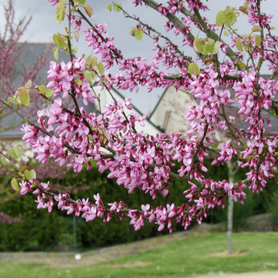 Cercis siliquastrum