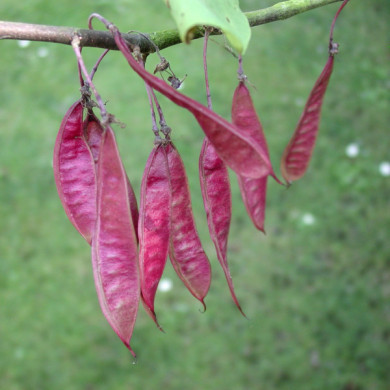 Cercis siliquastrum