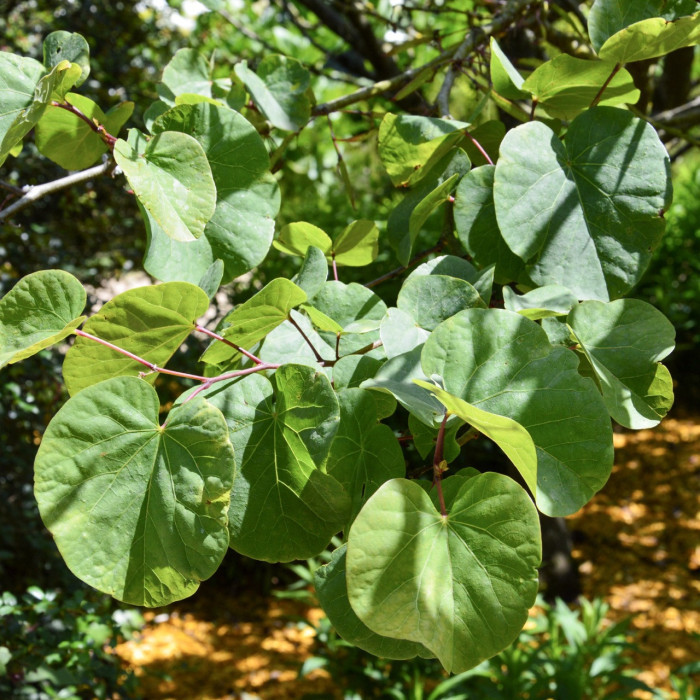 Cercis siliquastrum