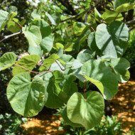 Cercis siliquastrum