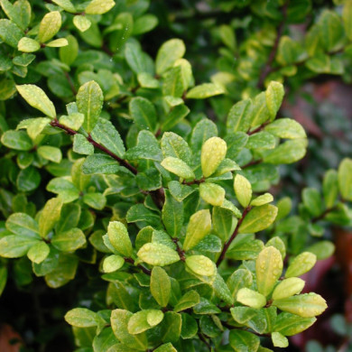 Ilex crenata 'Golden Gem'