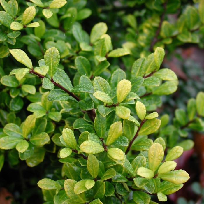 Ilex crenata 'Golden Gem'