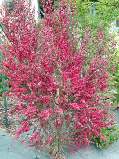 Leptospermum scoparium 'Red Damask'