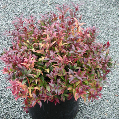 Leucothoe Red Lips® 'Lipsbolwi'
