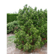 Pinus heldreichii 'Compact Gem'