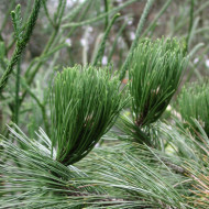 Pinus heldreichii 'Compact Gem'