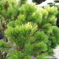 Pinus mugo 'Winter Gold'