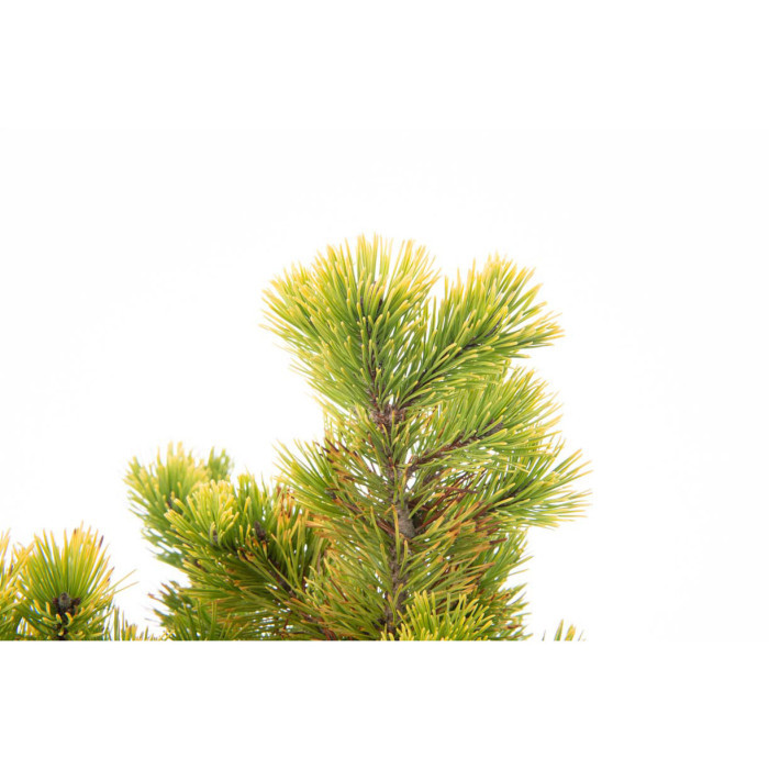 Pinus mugo 'Winter Gold'