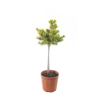 Pinus mugo 'Winter Gold'