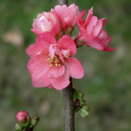 Chaenomeles speciosa 'Falconnet Charlet'