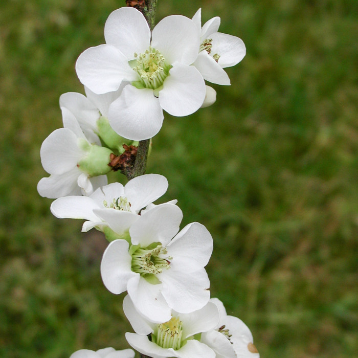 Chaenomeles speciosa 'Nivalis'