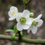 Chaenomeles speciosa 'Nivalis'