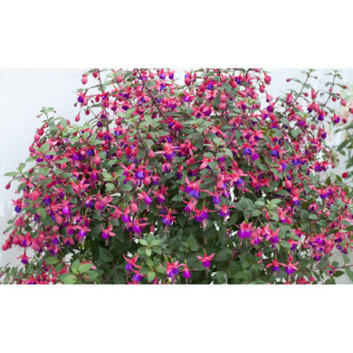 Fuchsia 'Mrs Popple'