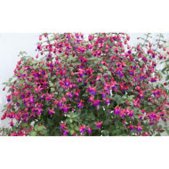Fuchsia 'Mrs Popple'