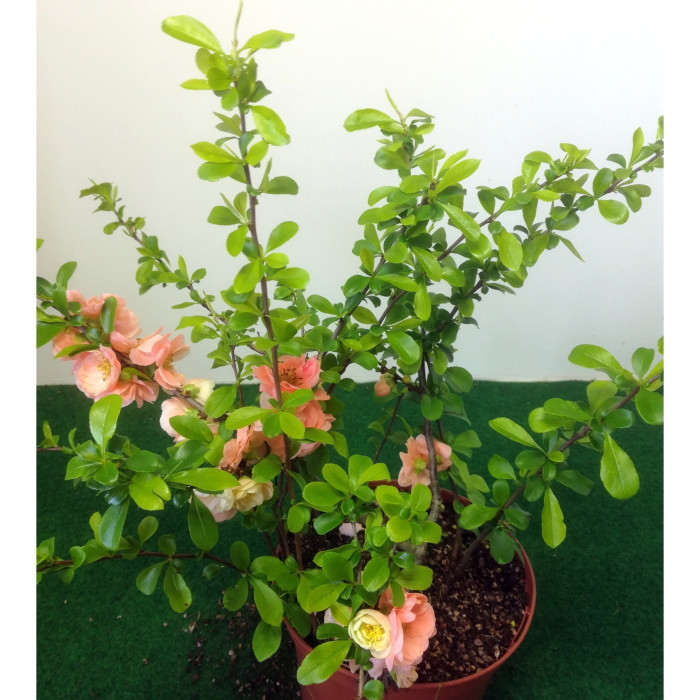 Chaenomeles x superba 'Cameo'