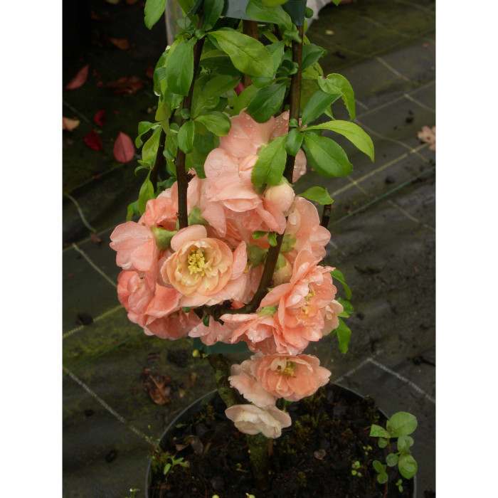 Chaenomeles x superba 'Cameo'