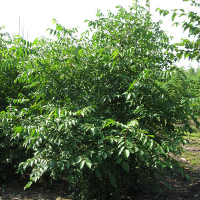 Tetradium danielii var. hupehensis