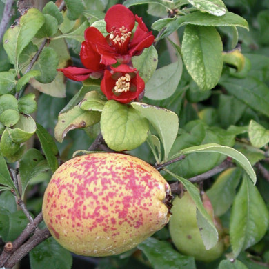 Chaenomeles x superba 'Crimson and Gold'