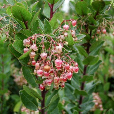 Arbutus unedo 'Rubra'