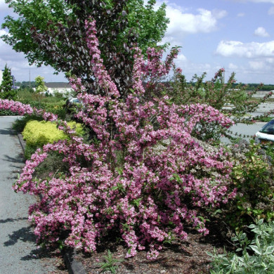 Weigela 'Stelzneri'