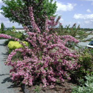 Weigela 'Stelzneri'