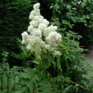 Sorbaria sorbifolia
