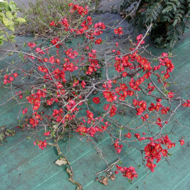 Chaenomeles x superba 'Nicoline'