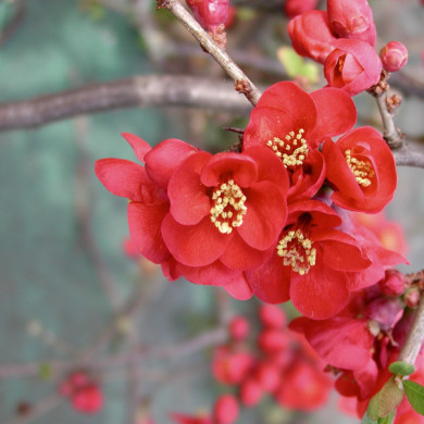 Chaenomeles x superba 'Nicoline'
