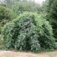 Fraxinus excelsior 'Pendula'