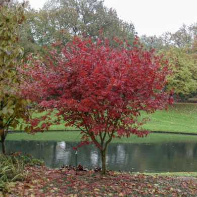Acer palmatum 'Atropurpureum'