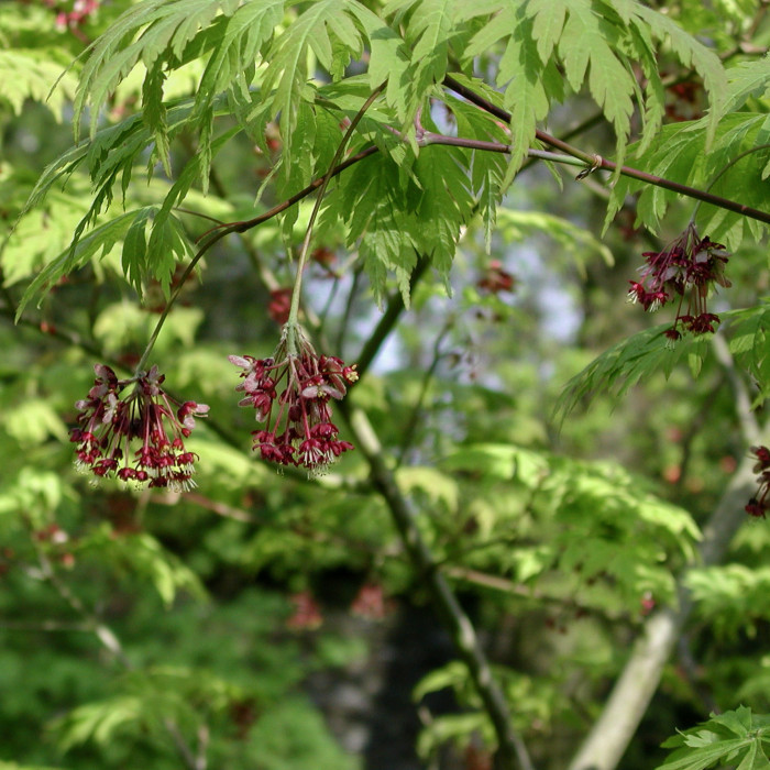 Acer palmatum 'Dissectum'