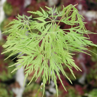 Acer palmatum 'Dissectum'