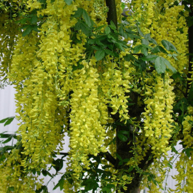 Laburnum x watereri 'Vossii'