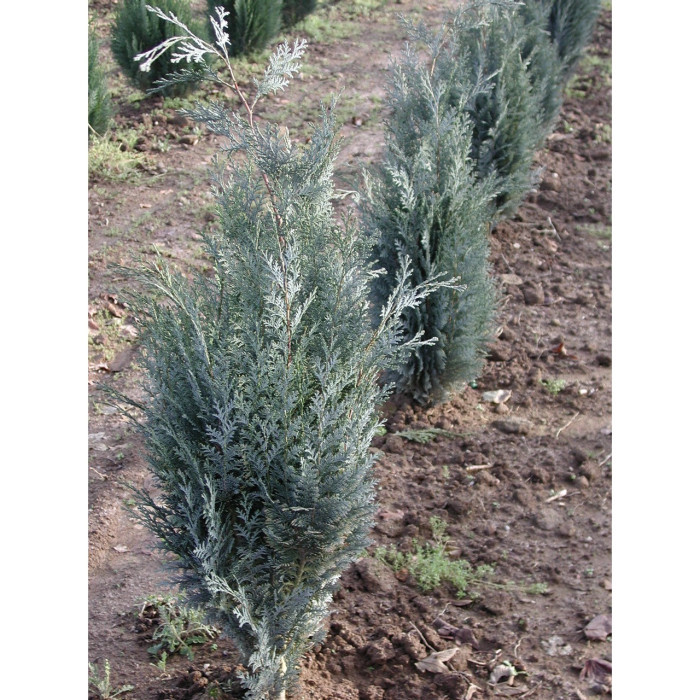 Chamaecyparis lawsoniana 'Columnaris'