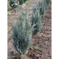 Chamaecyparis lawsoniana 'Columnaris'
