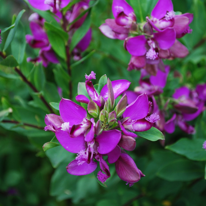 Polygala myrtifolia
