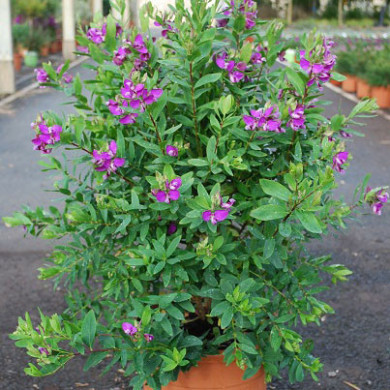 Polygala myrtifolia