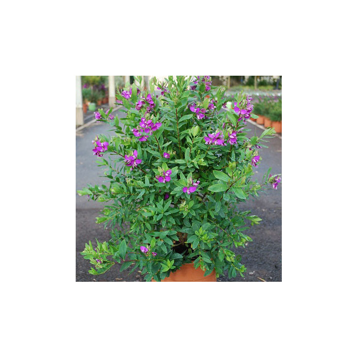 Polygala myrtifolia