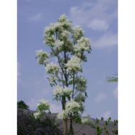 Fraxinus ornus