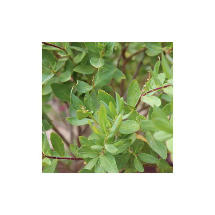 Polygala myrtifolia