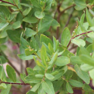 Polygala myrtifolia