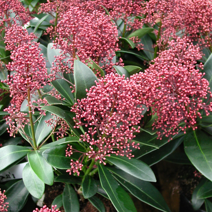 Skimmia Du Japon (Skimmia japonica) 'Rubella'