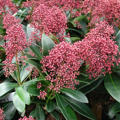 Skimmia japonica 'Rubella'