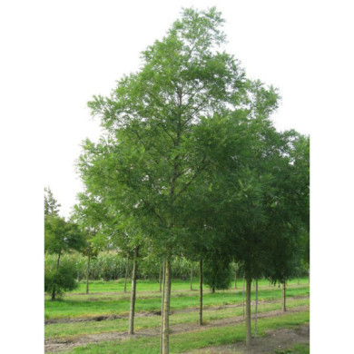 Styphnolobium japonica 'Regent'