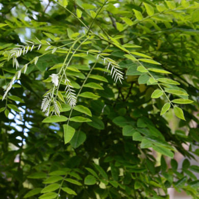 Styphnolobium japonica 'Regent'