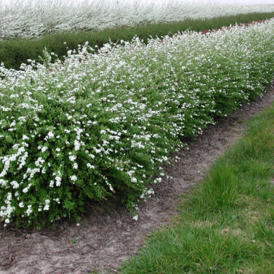 Spiraea x cinerea 'Grefsheim'